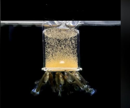 Sea Monkey Eggs nutrition profile highlights protein for fry growth.