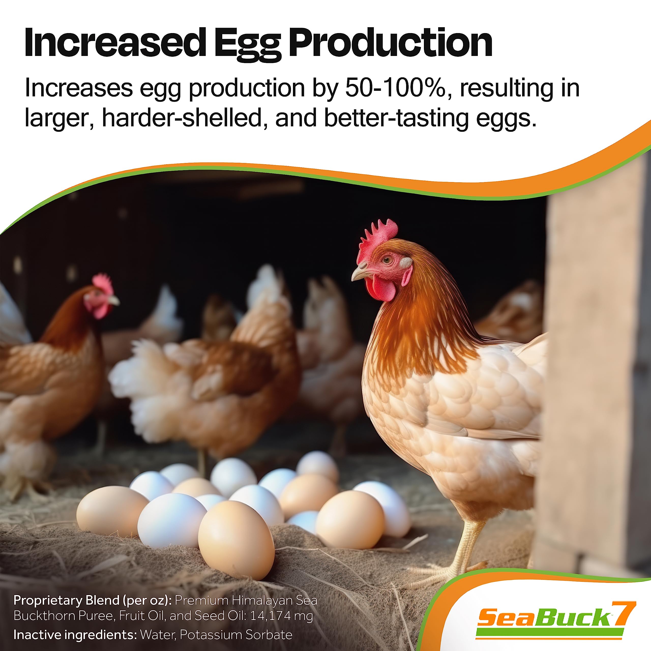 SEABUCK7 chickens in coop suggesting healthier birds and early laying potential