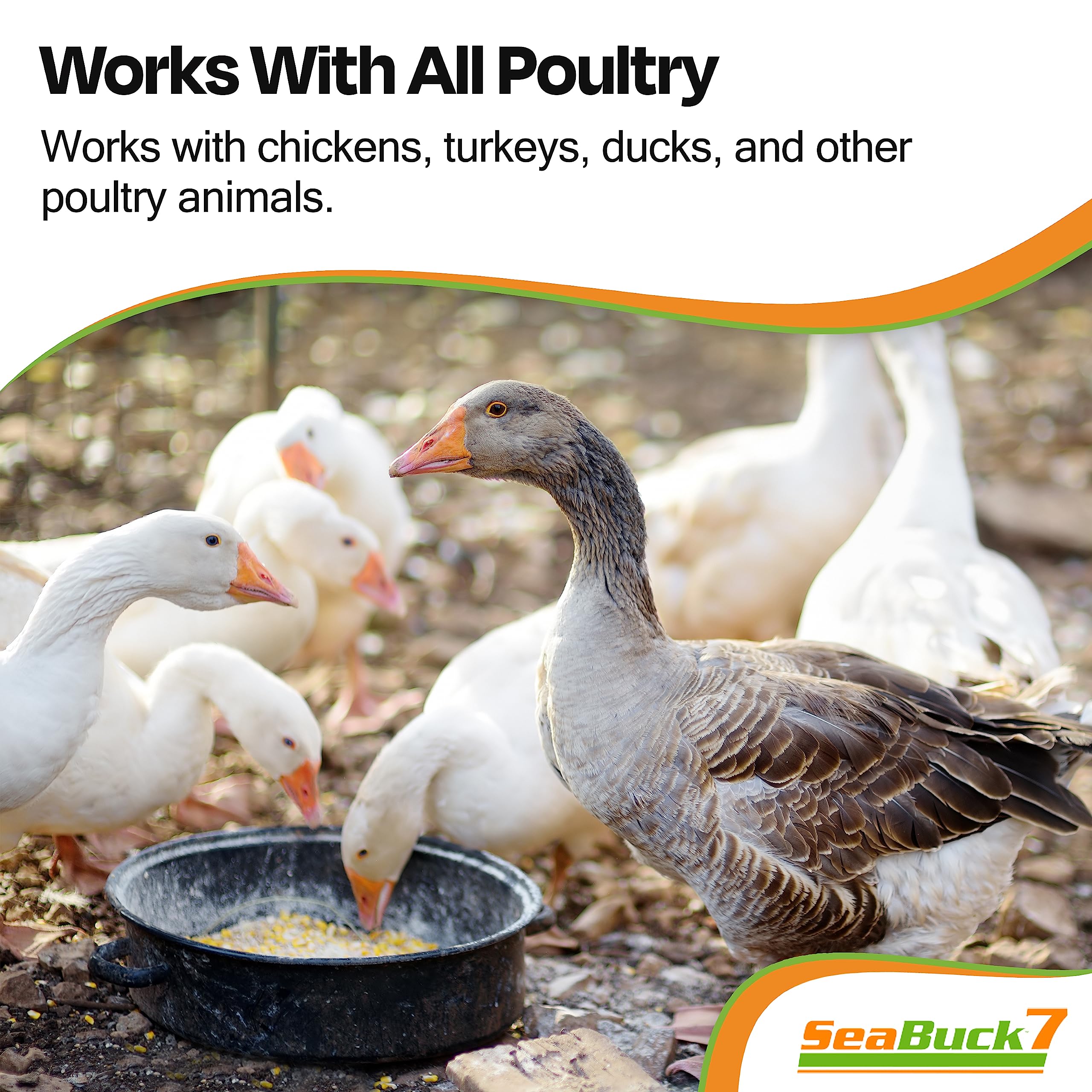 SEABUCK7 feed-mixing scene showing easy daily sprinkle for flock health