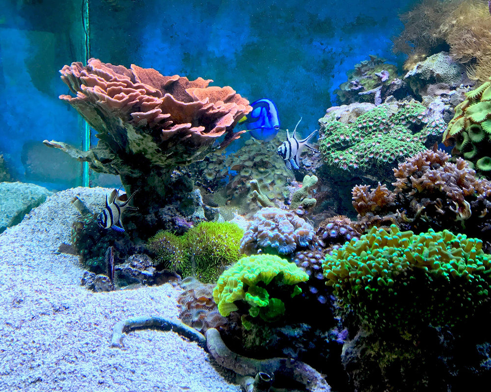 Seachem Matrix Carbon tidal filter in aquarium use supports chemical filtration for marine and freshwater tanks.