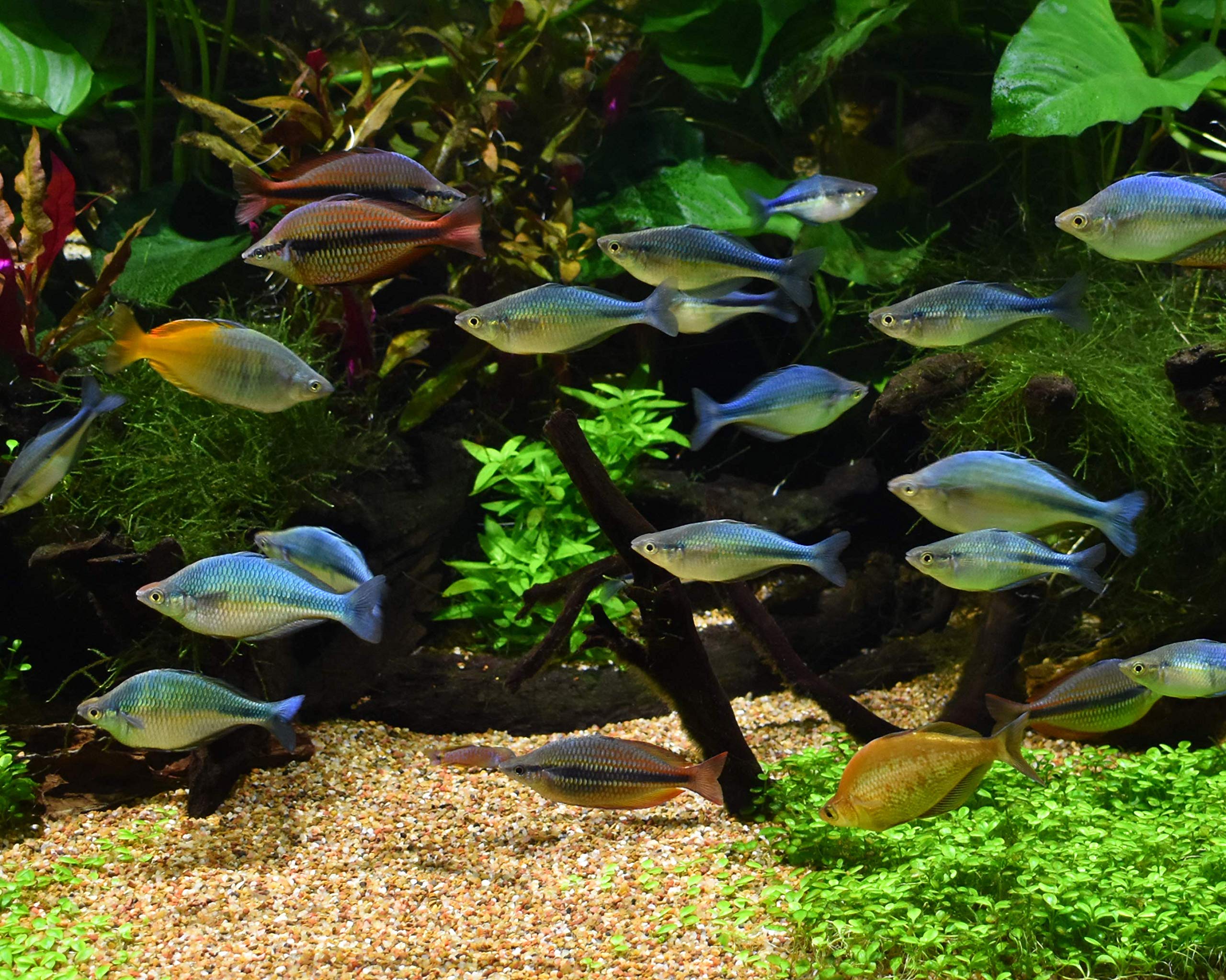 Seachem Alkaline Buffer in a planted tank, supporting stable water chemistry.