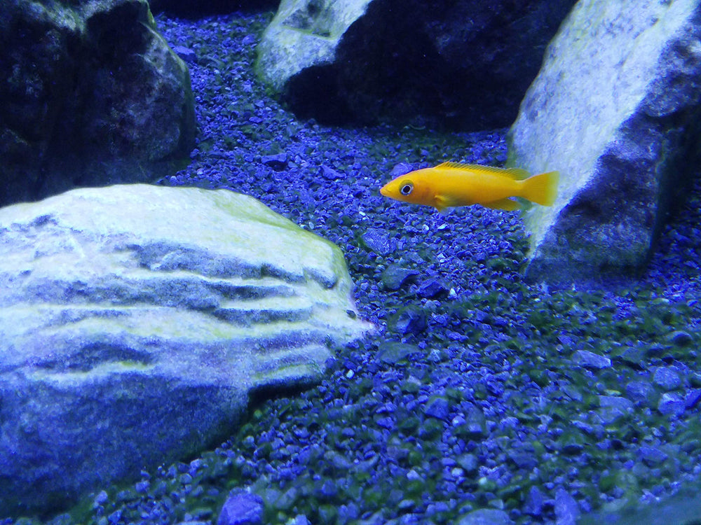 Seachem Cichlid Lake Salt in a tank shows mineral balance supporting cichlids.