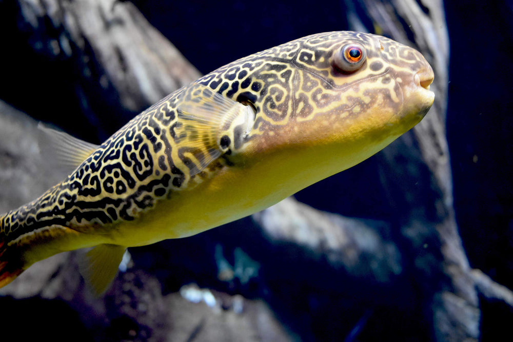 Seachem Clarity reveals improved water clarity and viewing in an aquarium.