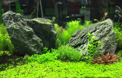 Seachem Flourish Tabs in a planted aquarium setup encouraging lush growth