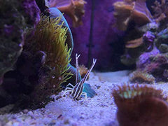 Seachem Hypersorb color-change indicator showing exhaustion for easy regeneration planning