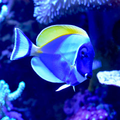 Seachem Marine Buffer reef tank setup; supports magnesium to reduce precipitation.