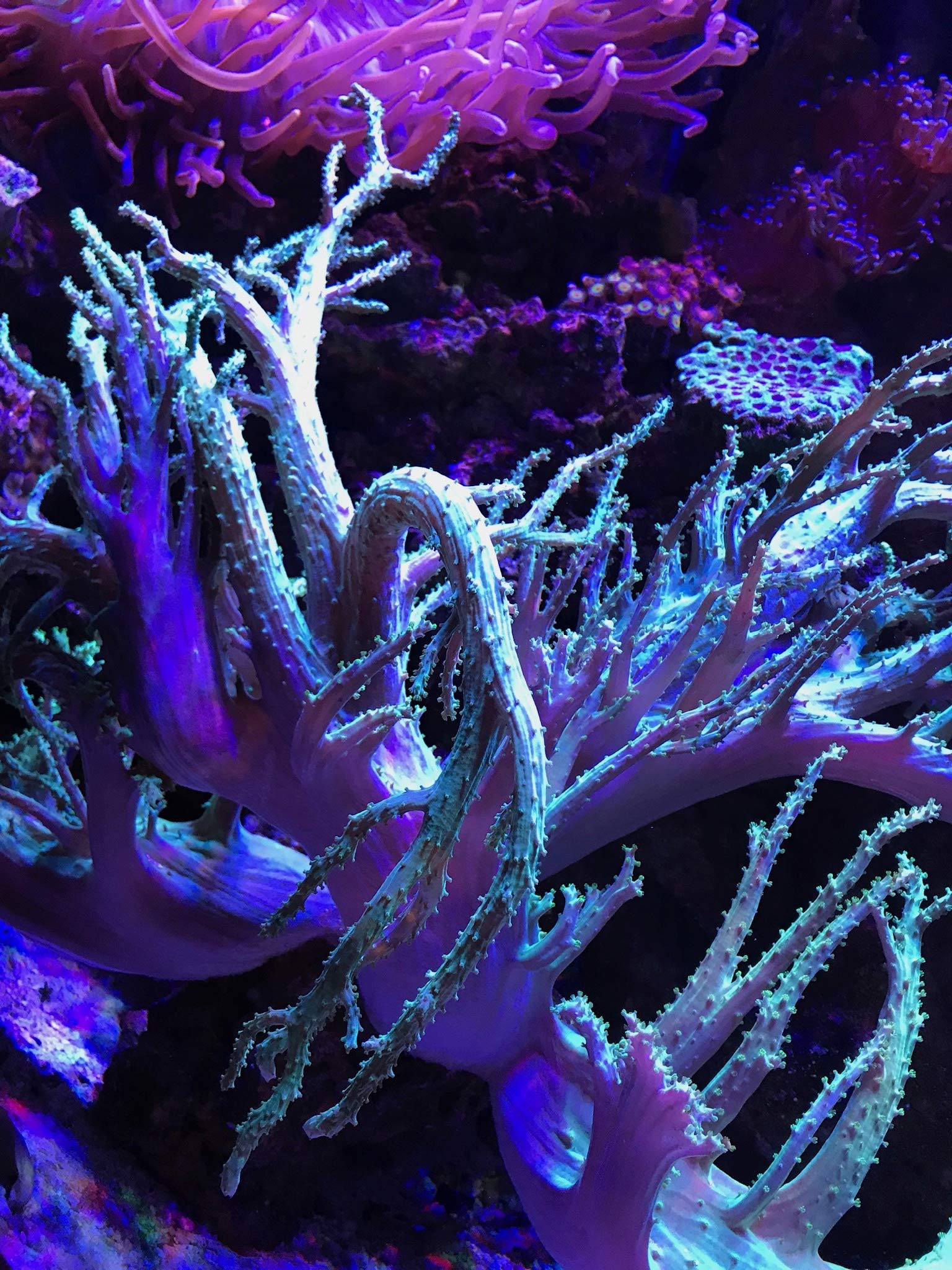 Seachem PhosGuard in use inside aquarium filter demonstrates bead-shaped design.