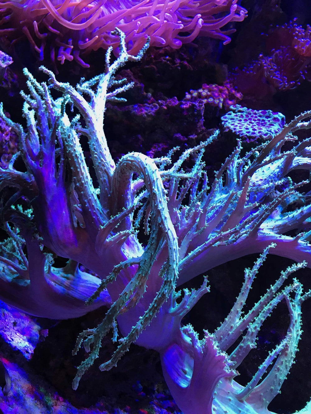 Seachem PhosGuard in use inside aquarium filter demonstrates bead-shaped design.