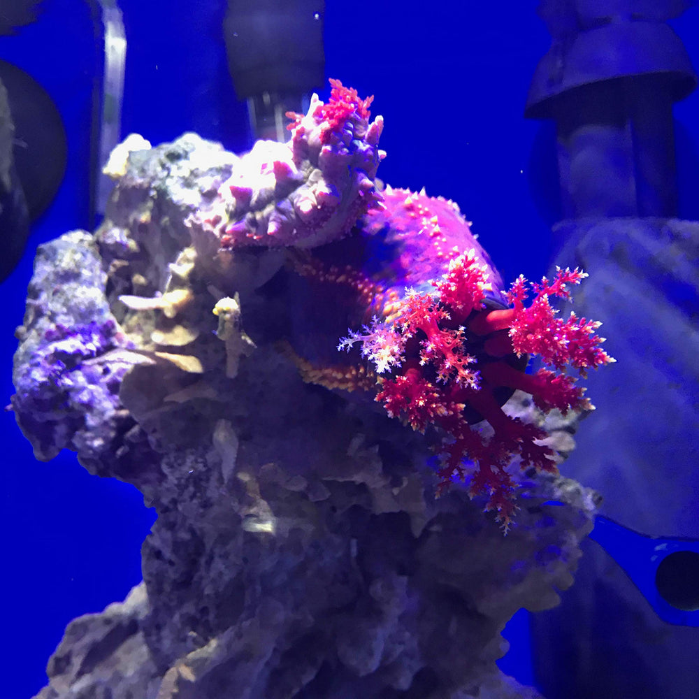 Seachem Prime betta tank setup with treated water
