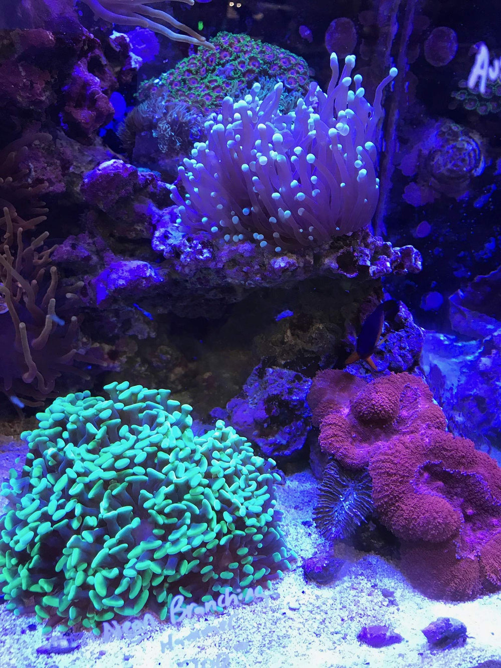 Seachem Reef Buffer used in reef tank setup to support pH balancing and alkalinity management.