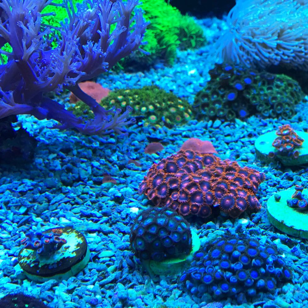 Seachem Reef Dip 250ml reef health application image, safe for anemones and polyps