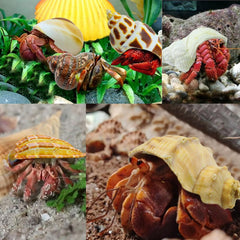 SEAJIAYI shells with round openings for growth-ready habitats