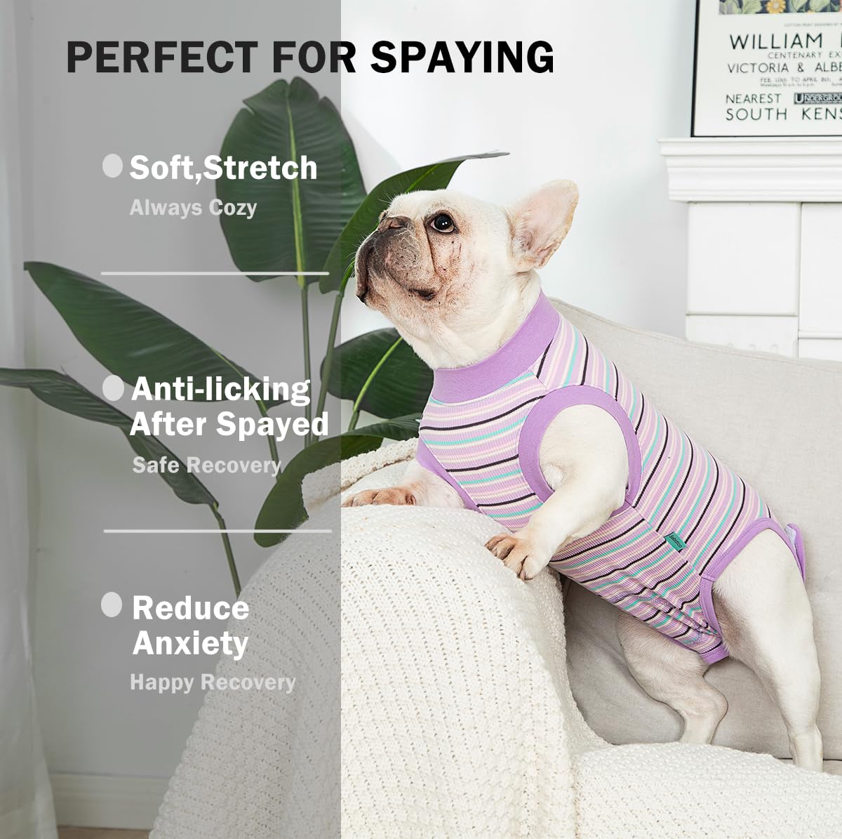 Sebidtco recovery suit being worn reduces cone need and improves comfort.