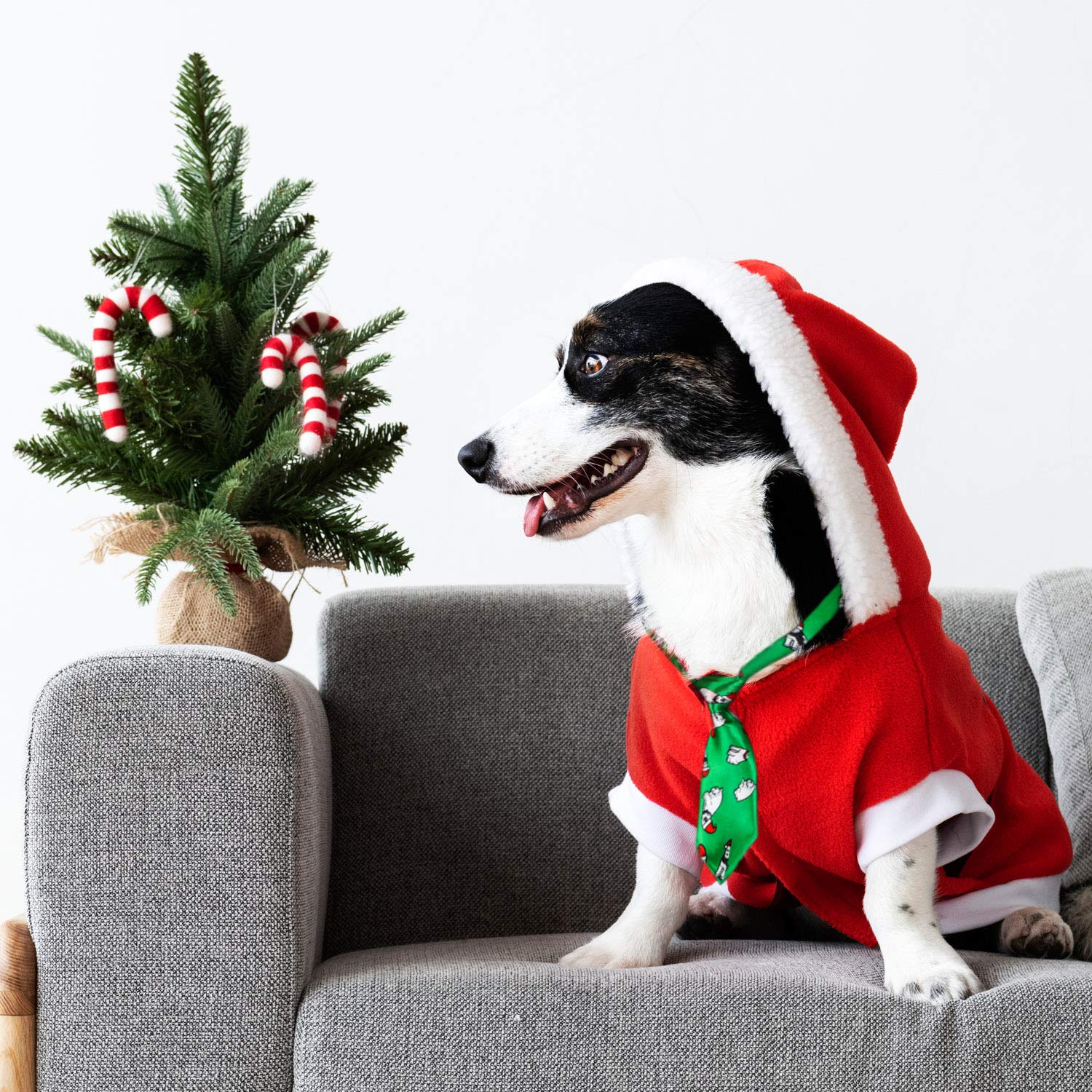 Segarty dog-ties grooming collection enhances daily grooming with tasteful bow accents.