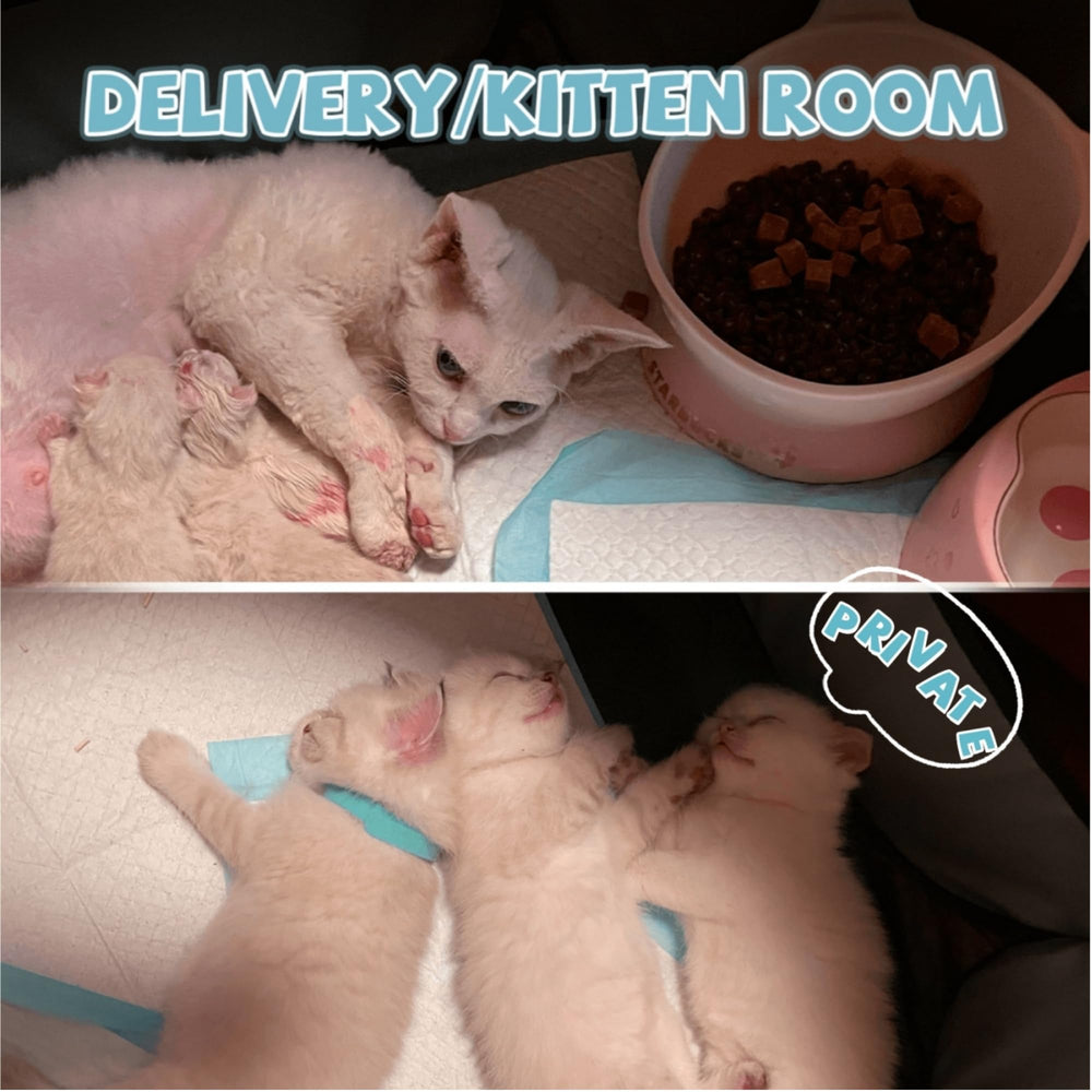 Cat and small-dog playpen top view showing spacious interior.