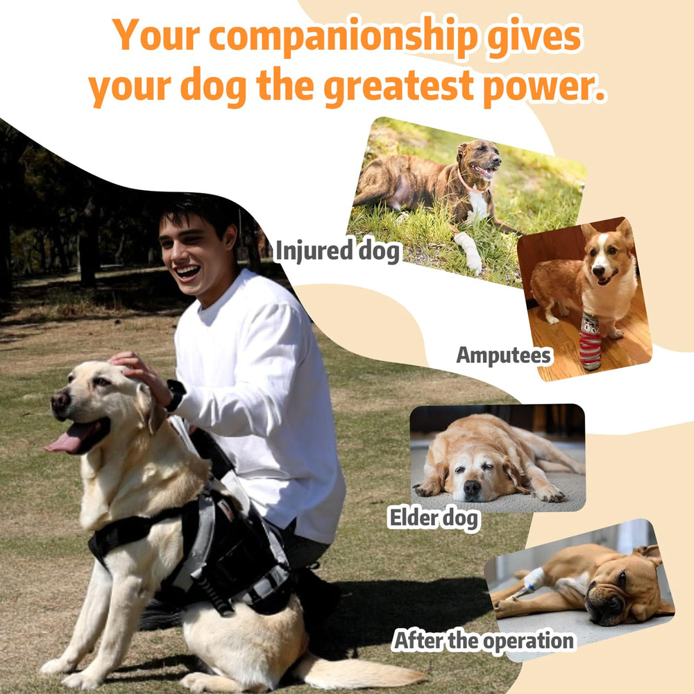SENIOR BUDDAY breathable mesh keeps dogs cool during lifts.