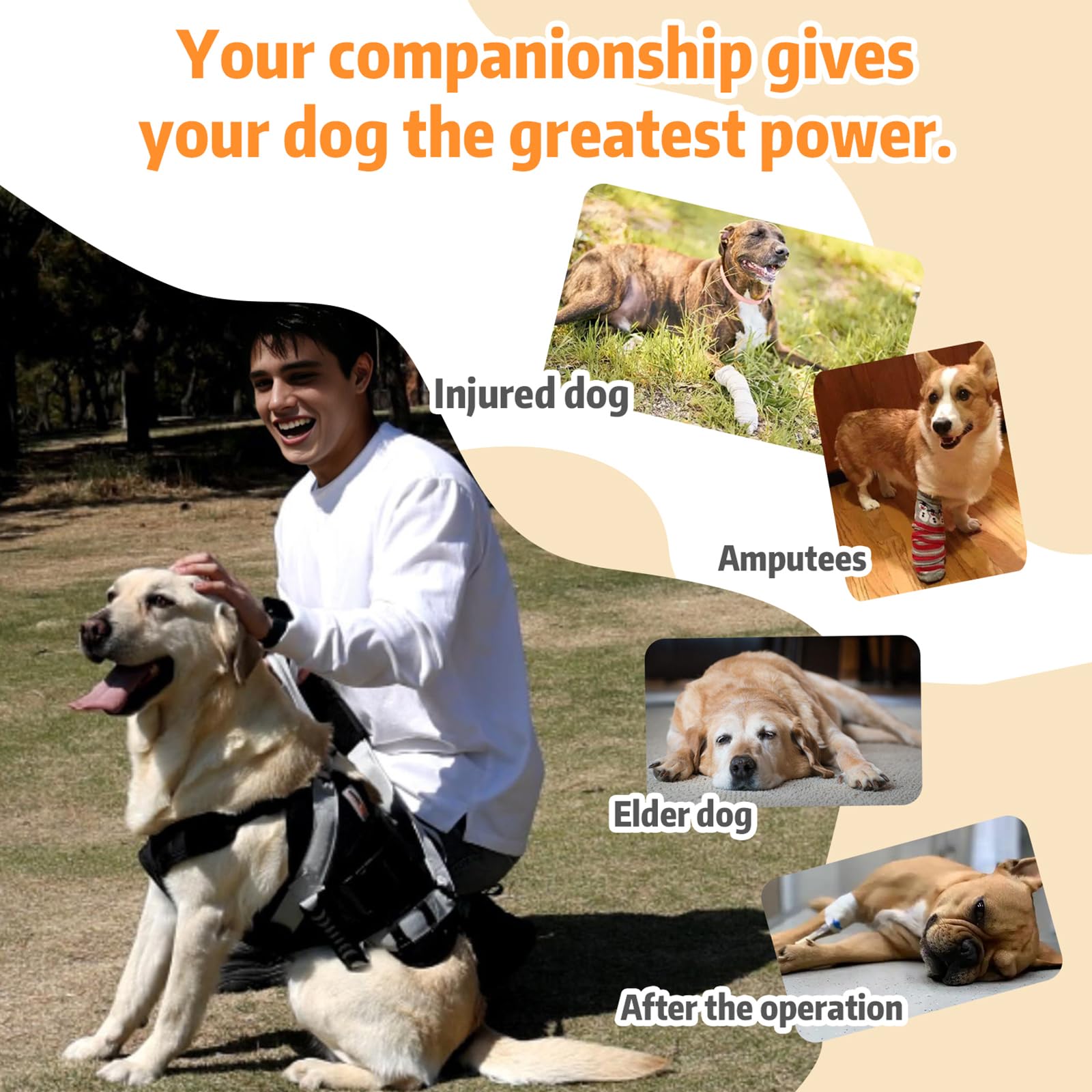 SENIOR BUDDAY breathable mesh keeps dogs cool during lifts.