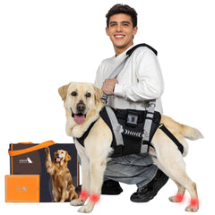 SENIOR BUDDAY dog lift harness full-body setup supports mobility and safety.