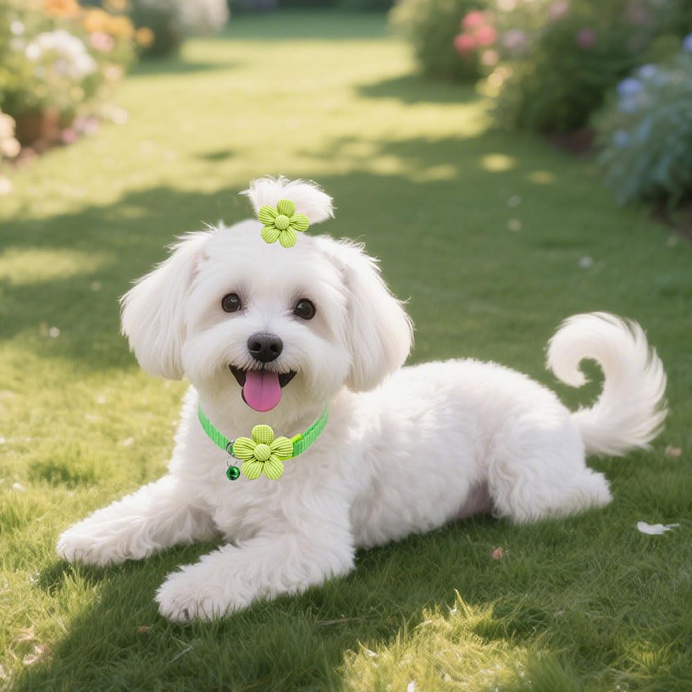 Senniea adjustable collar available 7-12 inches for growing pets.