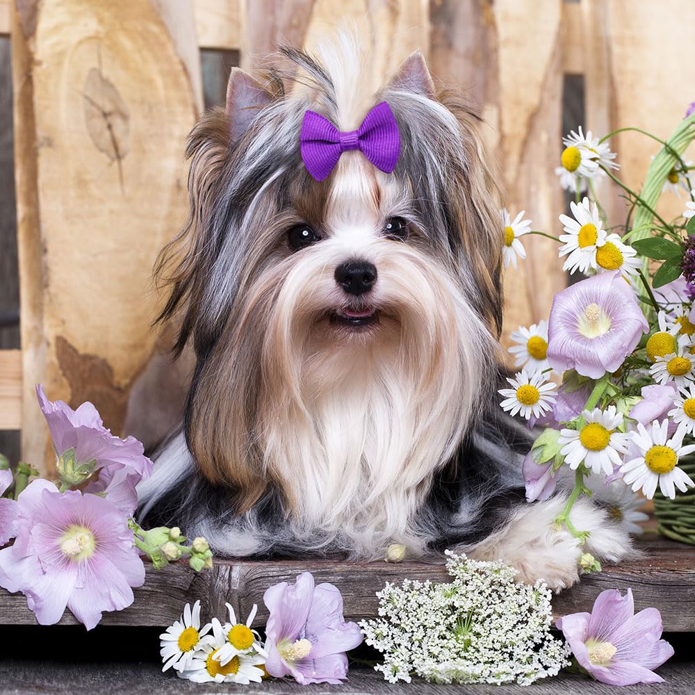 Senniea puppy grooming session with soft topknot bows, gentle on fur.