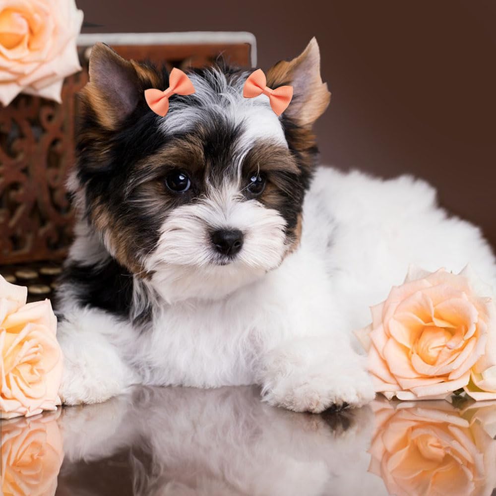 Senniea wedding or party pet accessory enhances cute photos.