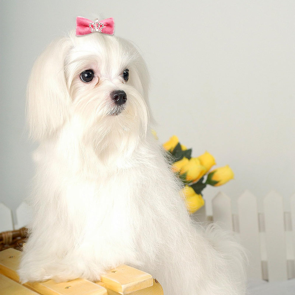 Senniea dog bows small-dog model showing size-appropriate fit.