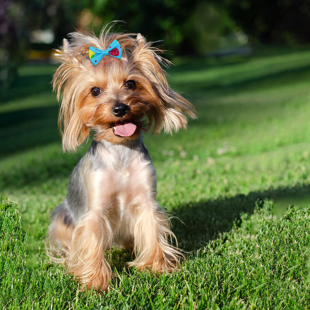 Senniea bows on pets look lovely and attractive for daily wear