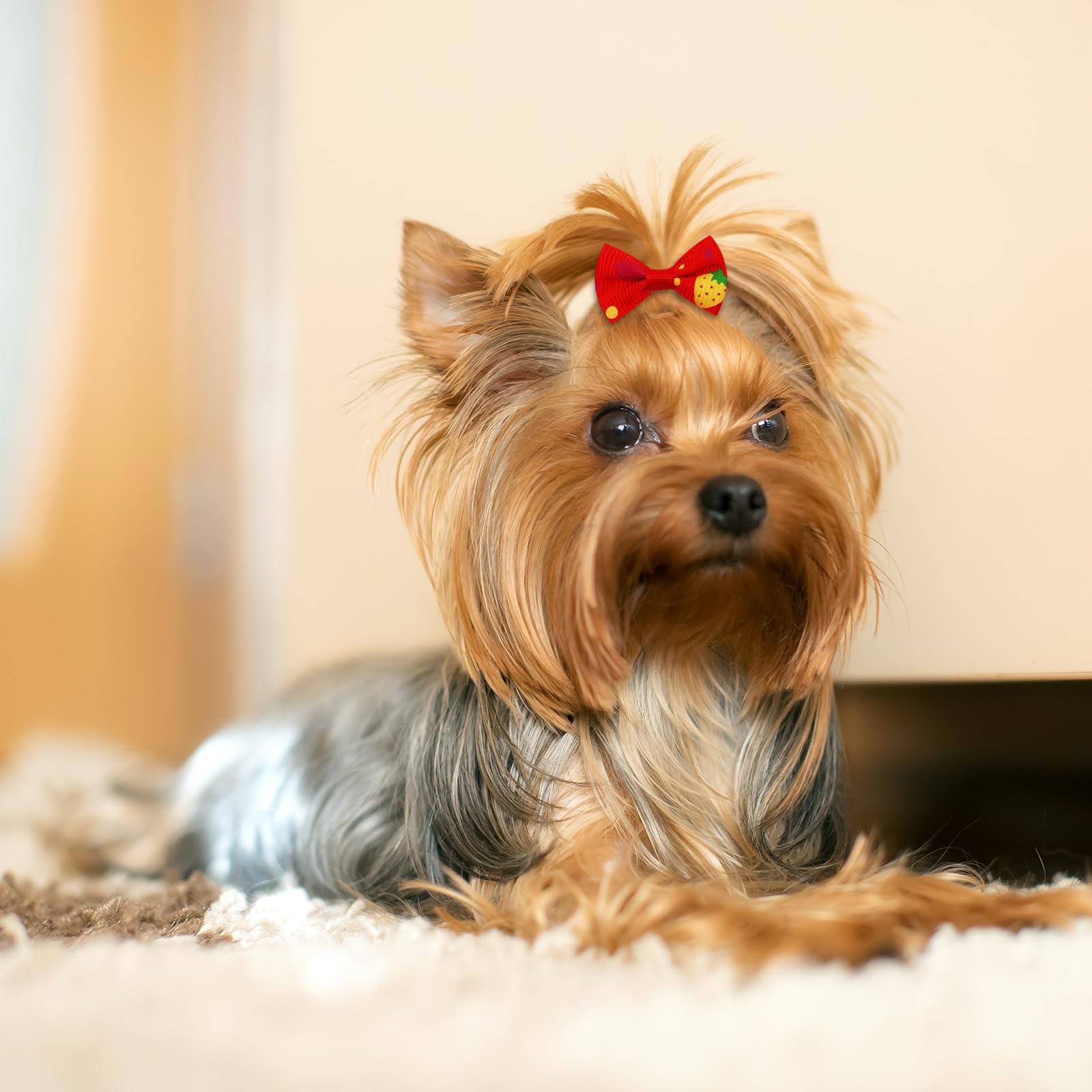 Senniea yorkie friendly bows suitable for small breed dogs