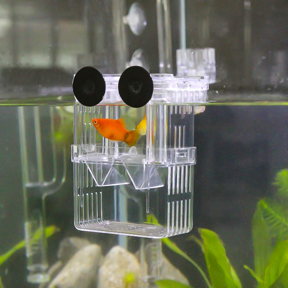 Senzeal breeder box ideal for guppy fry, clownfish, and shrimp rearing.