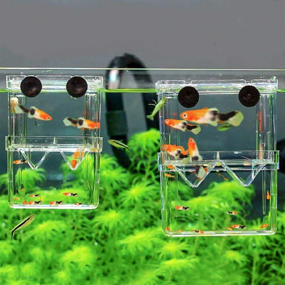 Senzeal breeder box with plastic pasteur pipette for careful water management.