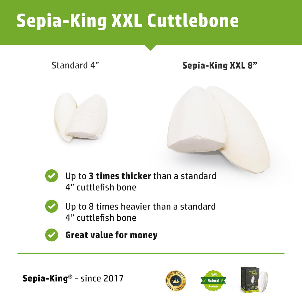 Sepia King 8 inch cuttlebone placed beside greens for reptile calcium support.