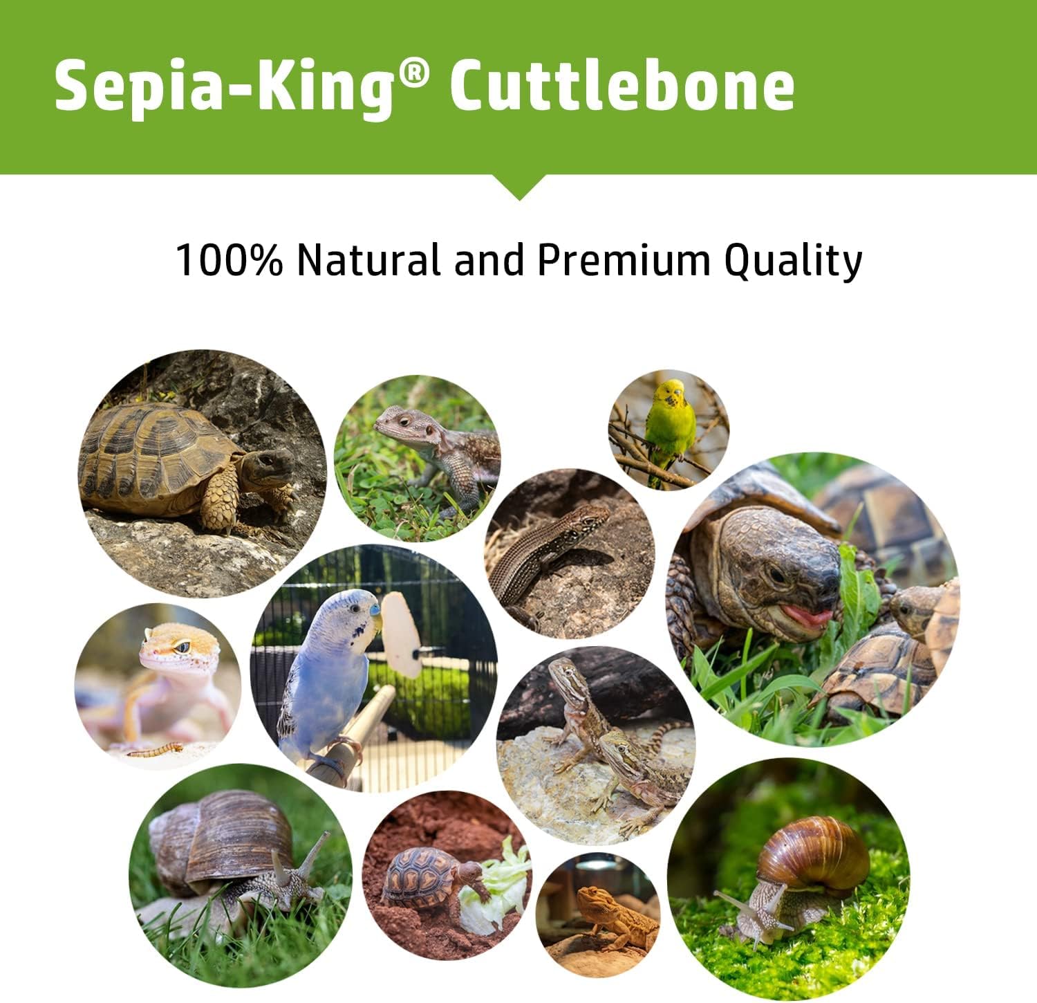 Sepia King packaging jar of crushed cuttlebone for easy storage and portioning.