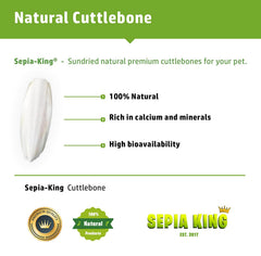 Sepia King floating cuttlebone shown in turtle aquarium for shell health support.