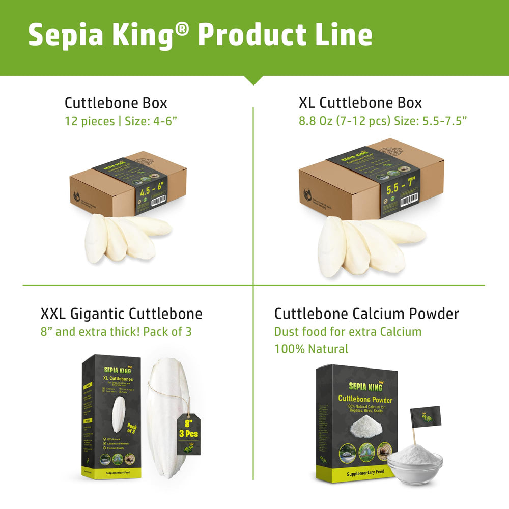 Sepia King snails cuttlebone provides calcium development support.