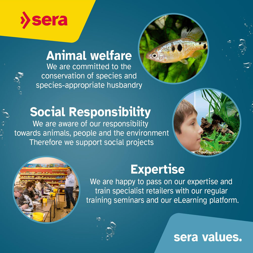 Sera Discus Prob Granules feeding dish setup for calm, controlled feeding.