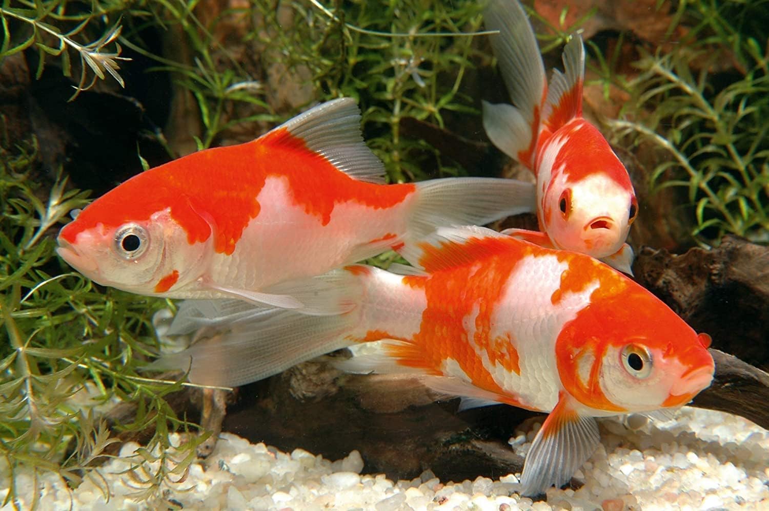 Sera pond flakes nutrition balance features vitamins and minerals for pond health.