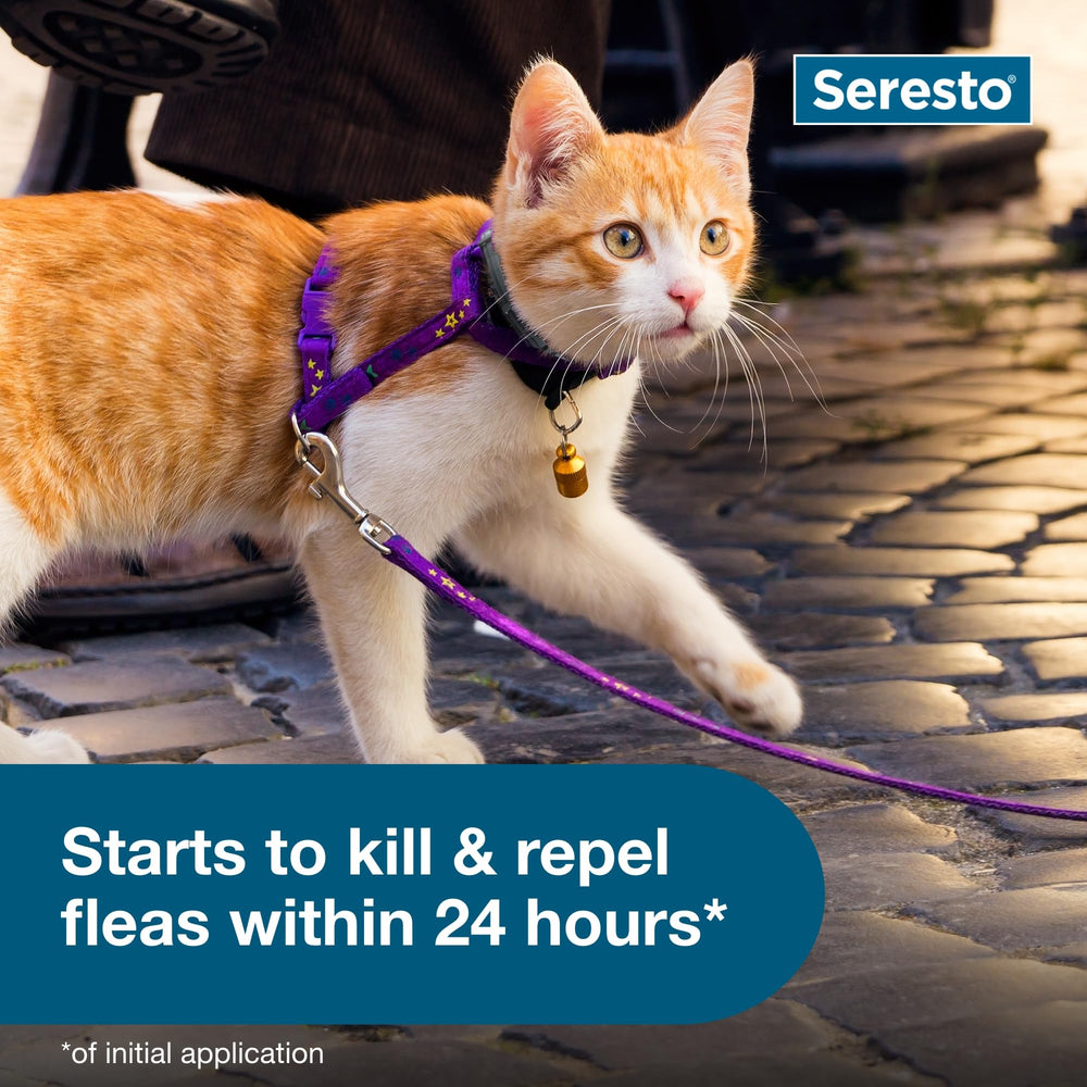 Indoor cat wearing Seresto collar with eight-month protection.