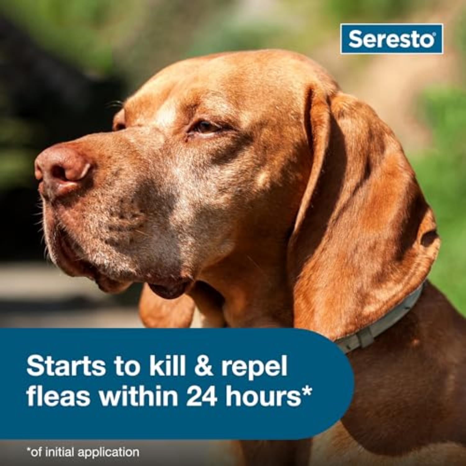 Seresto dog collar 8-month protection illustrates long-lasting pest defense.