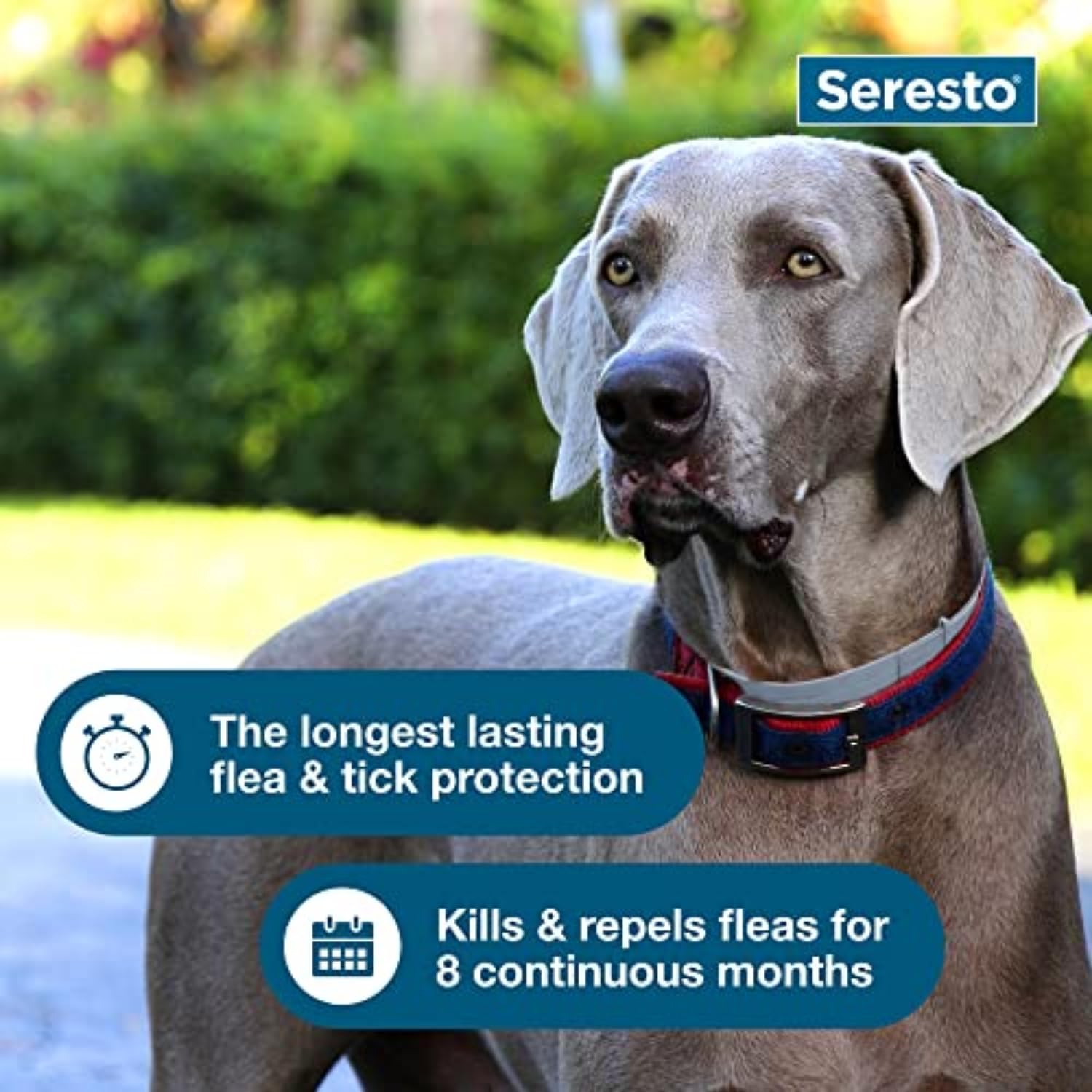Seresto dog collar odorless design suggests comfortable wear during daily activities.