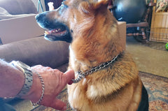 Serijoars Chain Choke Collar slips smoothly for controlled corrections during walks