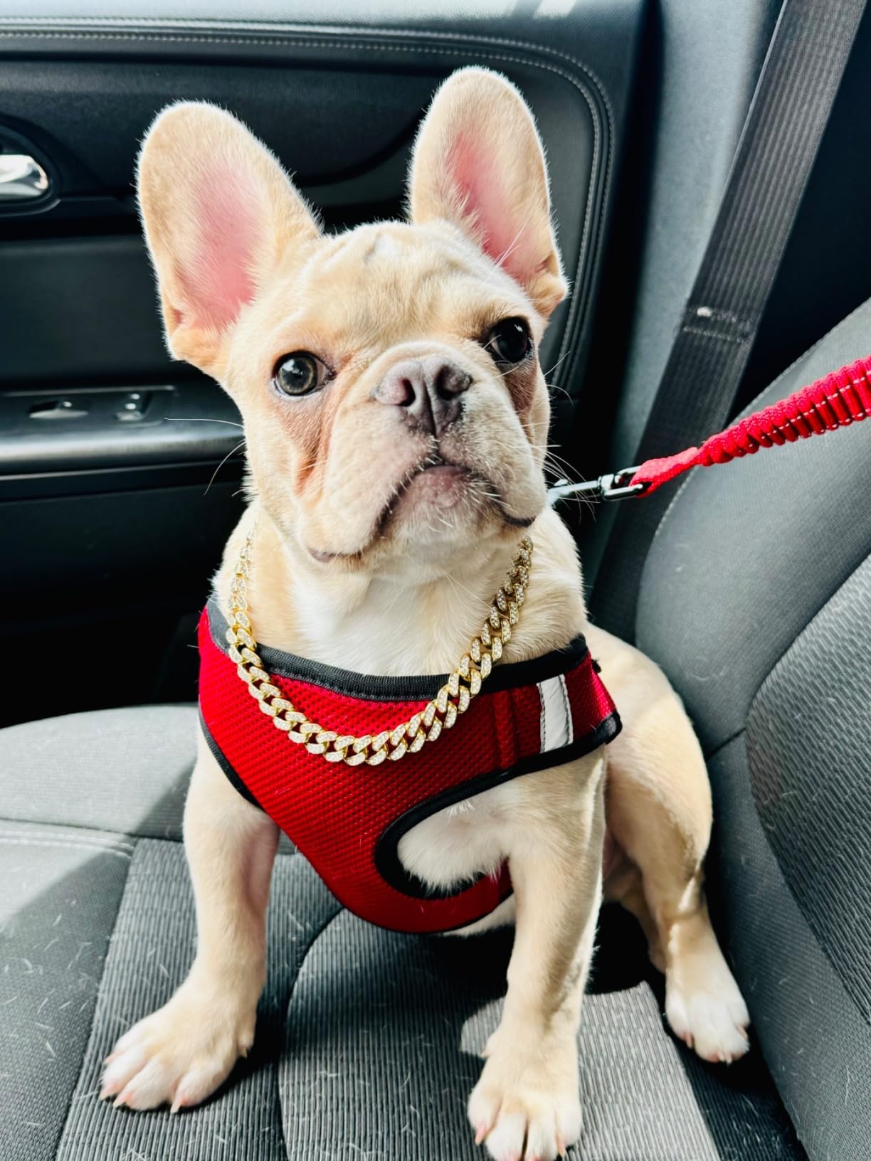 Serijoars dog collar buckle close-up in rose gold, secure fit for comfortable walks.
