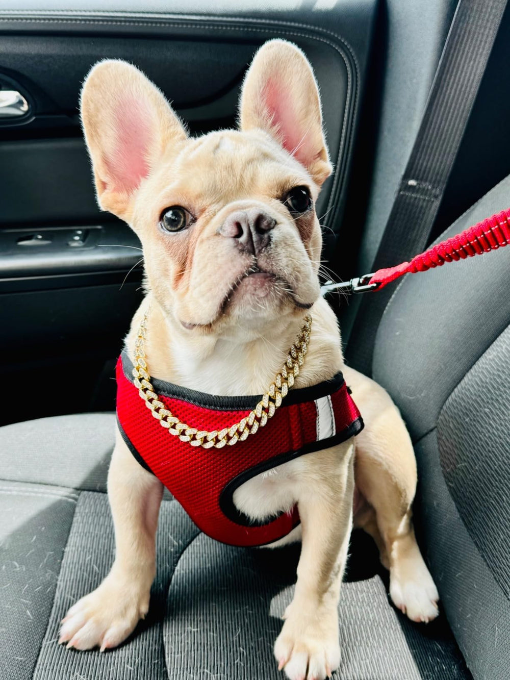 Serijoars dog collar buckle close-up in rose gold, secure fit for comfortable walks.
