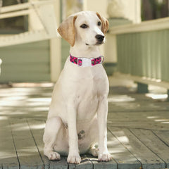 Serijoars floral print collar S on a medium dog provides adjustable, secure wear for walks