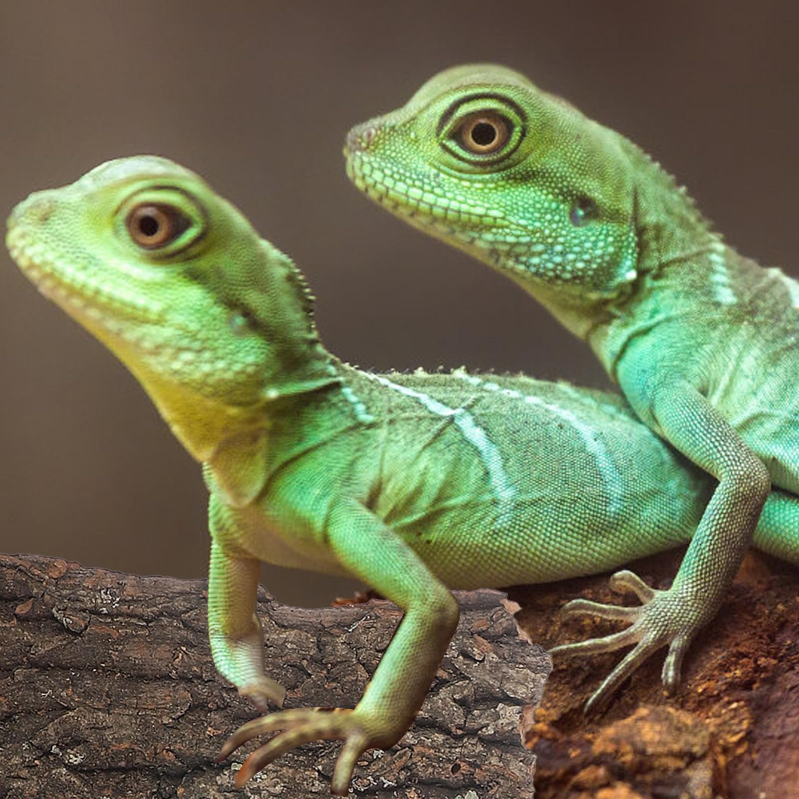 SEWACC cork bark bits close-up texture highlights durable substrate and climbing support