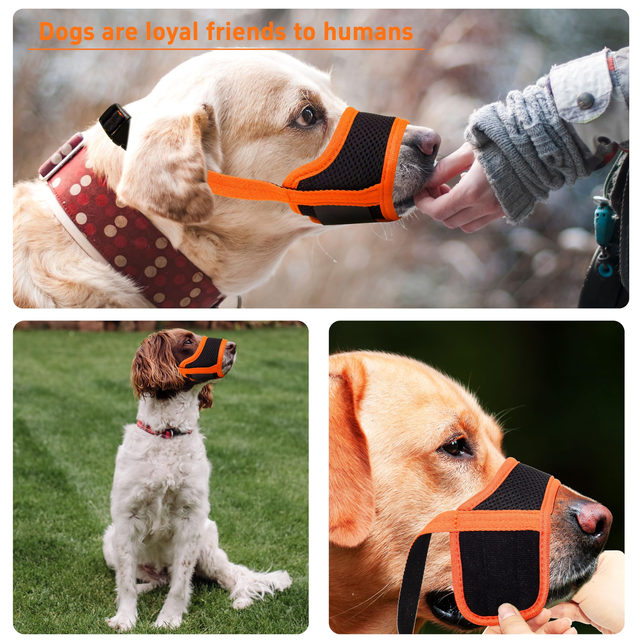 Seyezo safety-focused muzzle supports safer public outings for dogs.