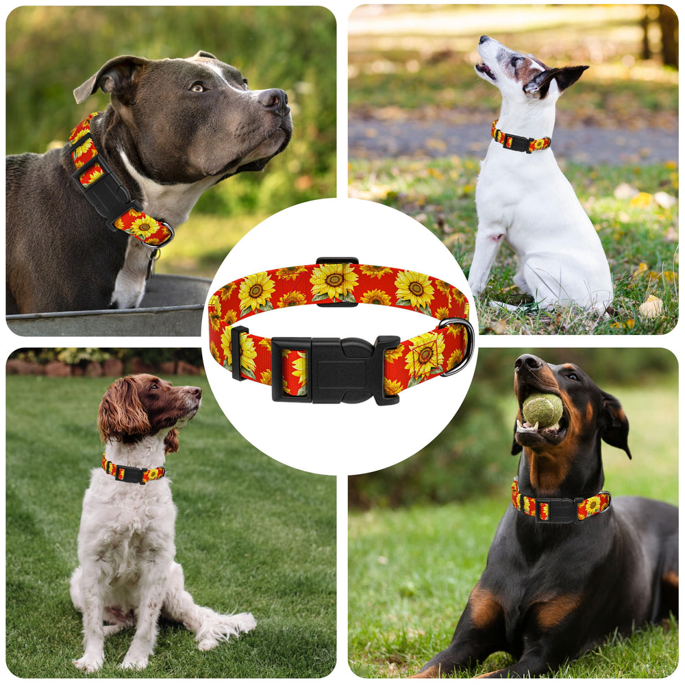 Seyezo sunflower collar outdoor fashion shot highlights versatile style for all breeds