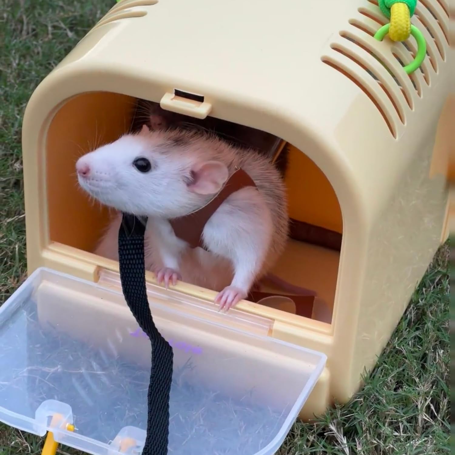 SEZDEKI 5 4ft leash demonstrates freedom with control.