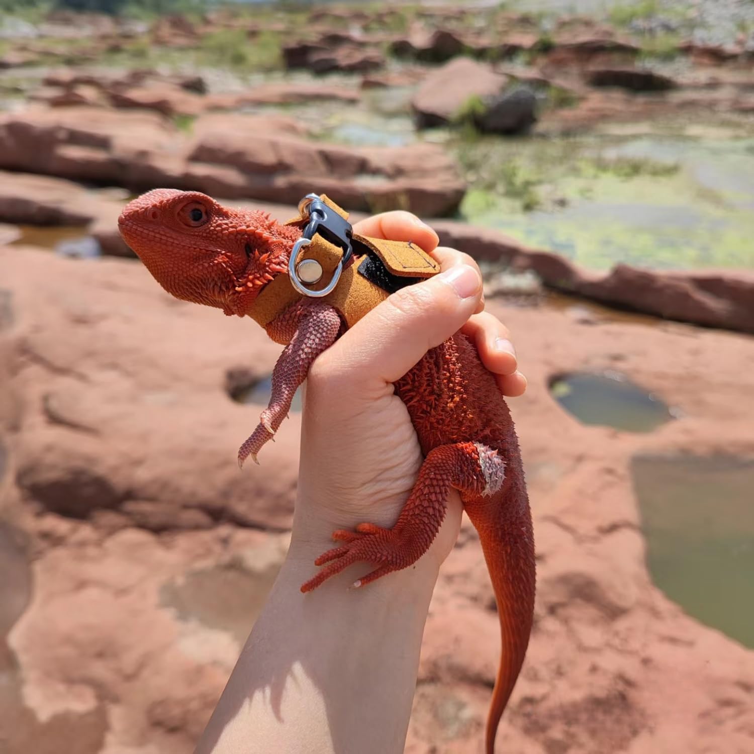 SEZDEKI adjustable snap buckle ensures simple on-off for bearded dragons.