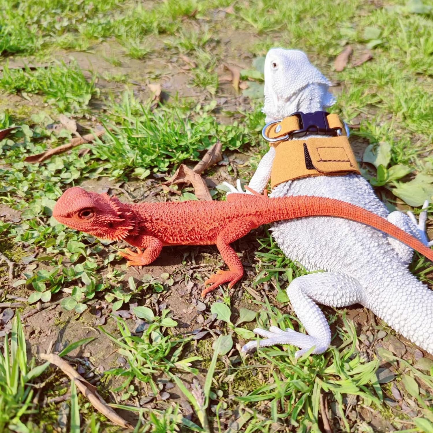 SEZDEKI leather harness is easy to clean and maintain.