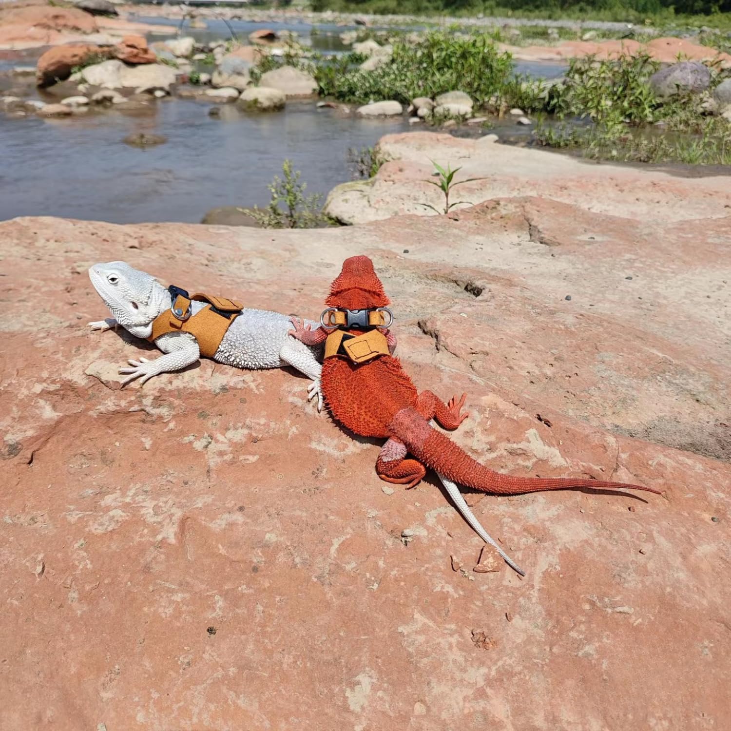 SEZDEKI harness fits various small animals with adjustable, snug design.